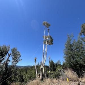 Seaview Tree Service