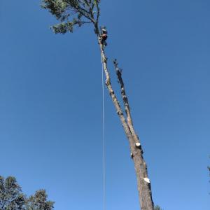Green Olive Tree Service