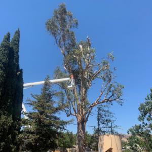 Zazueta Tree Specialists