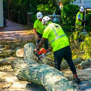 Oregon City Tree Service
