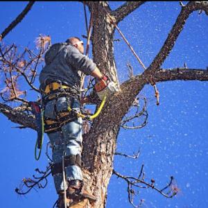 Watson's Tree Service