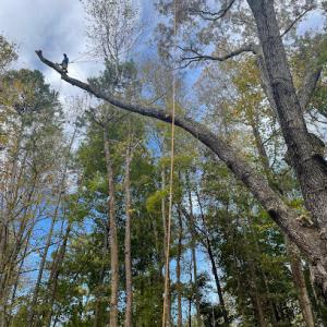 Evolution Tree Service