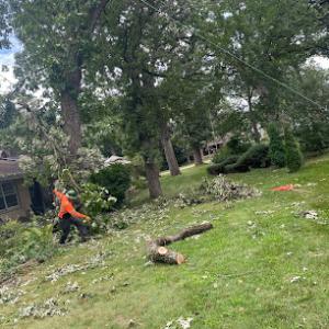 Ap Tree Service Experts