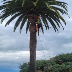 Vista del Rey Tree Services