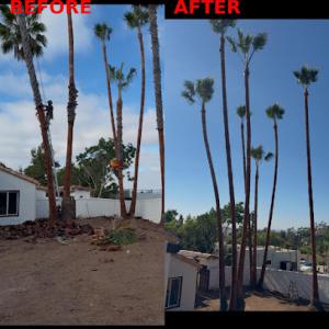 24 Seven Tree Service