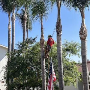 Go Green Tree Service