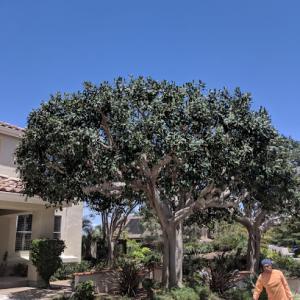 A.G.M. Tree Care