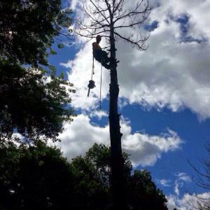 Green Tree Services