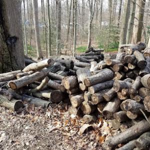 Fishers Tree Service