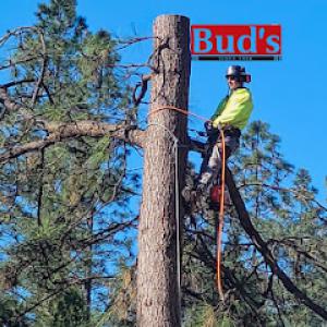 Bud's Tri-County Tree Services