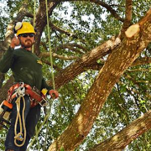 Green Pine Tree Services