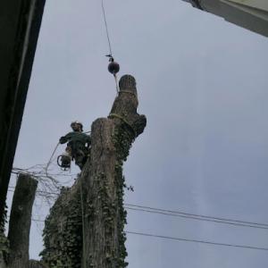 Tree Men Services