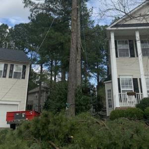 Raleighwood Tree Services