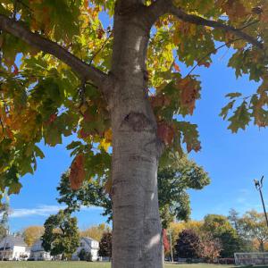 Elgin Tree Removal