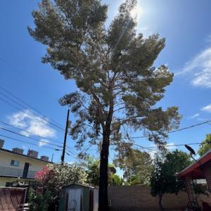 SouthWest Environmental Management ( Tree & Yard Services )