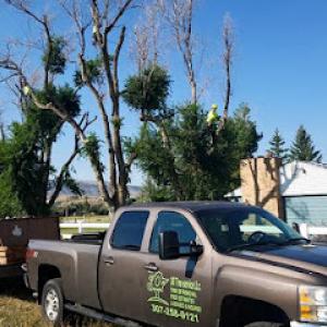 307 Tree Service