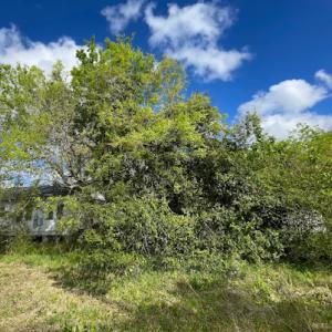 Rosas Tree Service of San Ramon