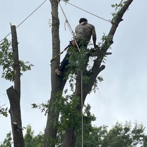 Arborculture Tree Services