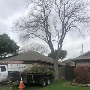 Morgan's Tree Service