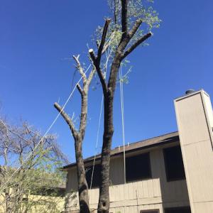 We Care Tree Care