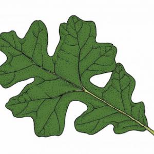 American Tree Service