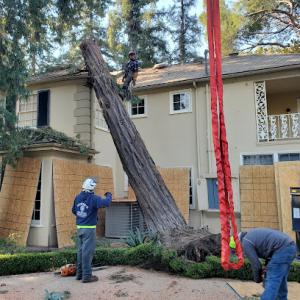 Nature's Tree Service