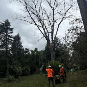 First Choice Tree Service