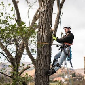 Alhambra Tree Service