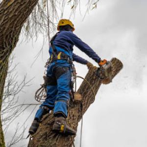 All About Plant Healthcare