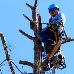 Velasquez Landscaping & Tree Removal