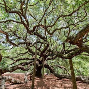 Tap Root Tree Specialists