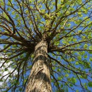 Mike's Tree Service & Stump Removal