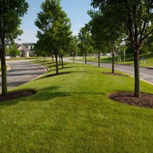 Clean Cut Landscaping