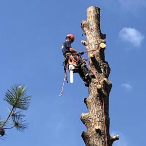 No Compromise Tree Service