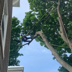 Jon's Tree Maintenance & Removal