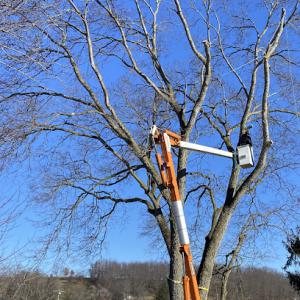 Robinson Tree Removal