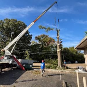 Beaver Tree Services