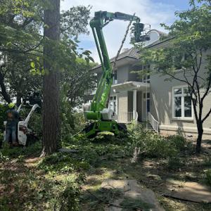 Great Scott Tree Service