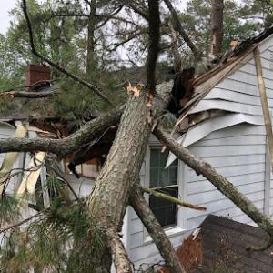 South Eastern VA Tree Service
