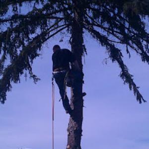 Marino's Tree Service