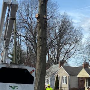 Dextre Tree Service