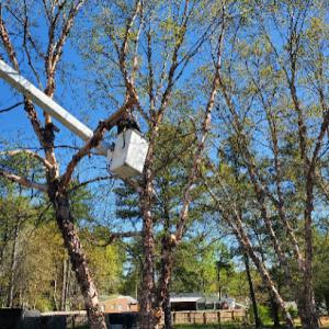 Peter Branch Tree Service