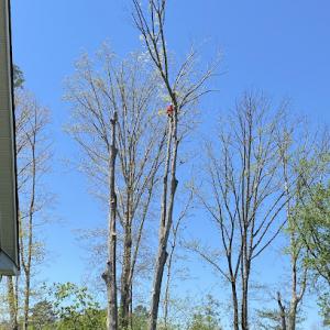 Hector's Tree Service