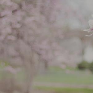 R & G Almanza Landscape