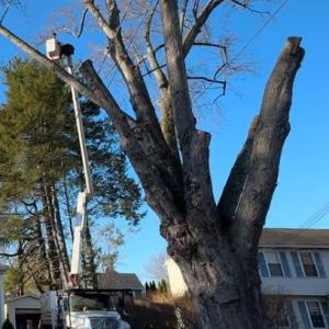 Great Tree Service