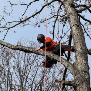 Arnold's Tree Services
