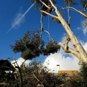 Charles Tree Service