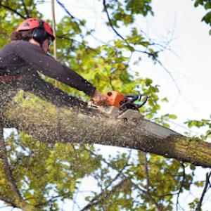 Planet Tree Service
