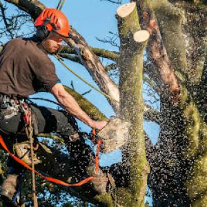 Sasquatch Tree Service