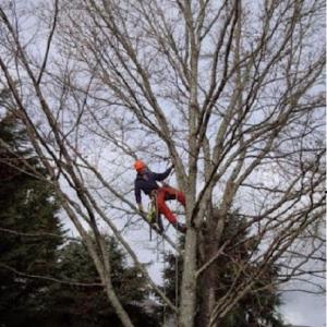 Treekeeper Tree Service
